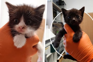 Tierschützer den Tränen nahe: Sieben todkranke Kätzchen wie Abfall entsorgt!