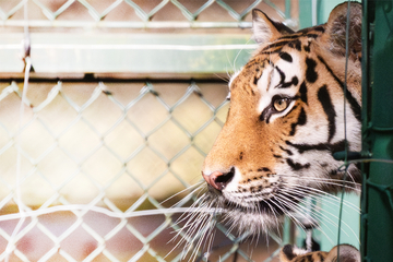Dutzende Kadaver gefunden: Horror-Zoo lässt zahlreiche Tiere sterben!