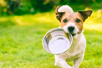 10 giftige Lebensmittel, die Dein Hund nicht fressen darf