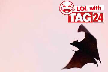 Joke of the Day for October 22, 2025: A batty silly
