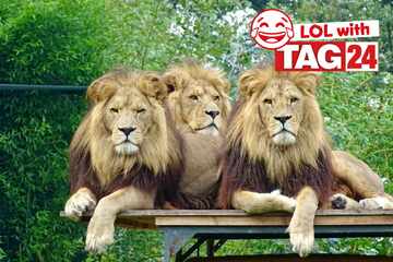 Joke of the Day for September 12, 2025: An animal joke to celebrate Friyay