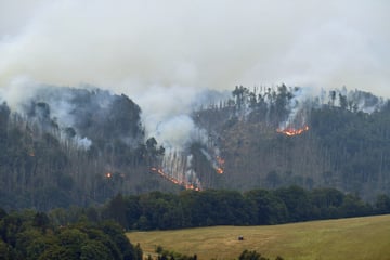 Extreme Trockenheit in Sachsen: Warnung vor hoher Waldbrandgefahr