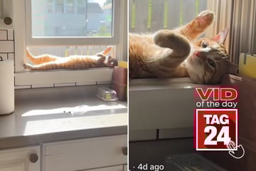 Viral Video of the Day for May 17, 2025: Cat shows off favorite windowsill relaxation spot on TikTok!
