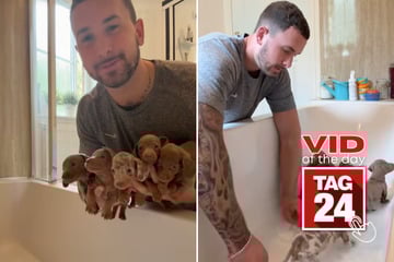 Viral Video of the Day for July 5, 2025: A dozen Dachshund puppies get their first bath in sweet clip!