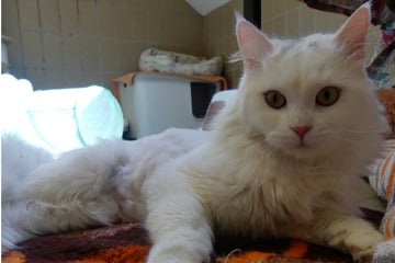 Kater kommt in schlimmem Zustand ins Tierheim, jetzt soll für den Perser-Mix alles gut werden