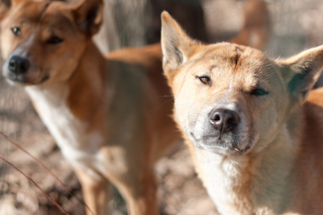New Guinea singing dog: Everything about the oddest dog in the jungle