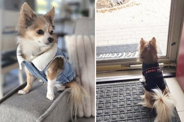 Wie dieser Hund täglich den Postboten begrüßt, lässt niemanden kalt!