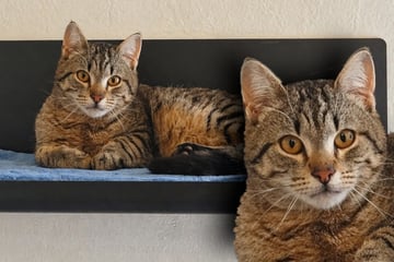 Schüchterner Kater landet im Tierheim: Wer gibt "Mampfbert" eine Chance?