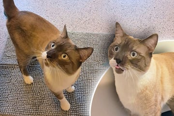 Besonderer Siam-Kater: Das wünscht sich Jasper für das neue Jahr