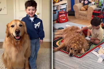 Mutter wundert sich über Stille im Kinderzimmer: Als sie ihren Golden Retriever sieht, wird ihr alles klar