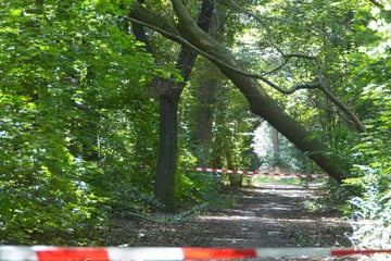 Leipzig: Massiver Ast ragt in Gehweg: Leipziger Parkteil vorerst gesperrt