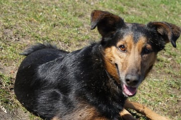 Dieser Hund weiß, was er will: Wer gibt "Chef" Fiete eine Chance?