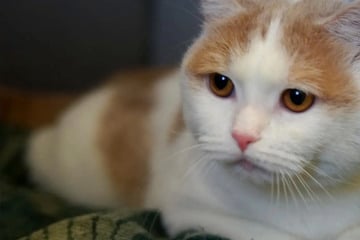 Trotz Krankheit total lebhaft: Verspielter Kater Fox sucht sein Happy End