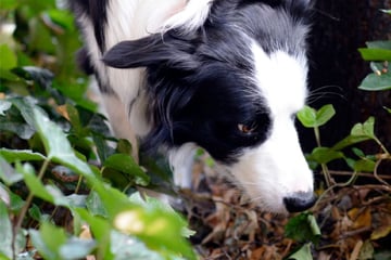 Frau rettet Hund in letzter Sekunde: Hier warnt die Polizei vor gefährlichen Hundeködern