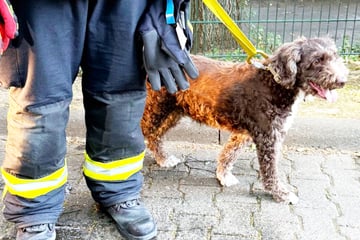 Brand in Hochhaus: Feuerwehr rettet vier Menschen, zwei Katzen und einen Hund