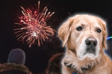 Hund zittert zu Silvester fünf Stunden am Stück: Frauchen platzt der Kragen
