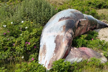 Kopf mit Seil umwickelt: Toter Zwergwal auf Sylt angespült