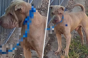Seltener Hund eiskalt vor Tierheim ausgesetzt: Ein Detail sorgt für Entsetzen
