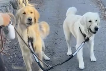 Golden Retriever drehen beim Spazieren plötzlich durch: Als Besitzerin Grund erkennt, lacht sie laut