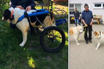 Hunde wurden im Dreck gehalten und bekamen nur altes Brot zu essen: Gerettete Vierbeiner suchen neues Zuhause