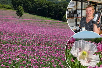 Lila Pracht so weit das Auge reicht: In Sachsen blüht wieder der Mohn