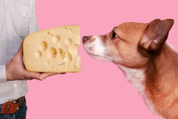Verträglich oder gefährlich: Dürfen Hunde Käse fressen?