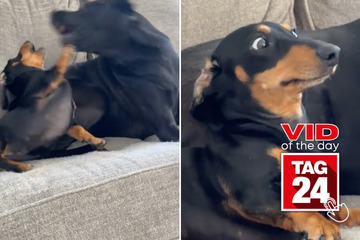 Viral Video of the Day for May 31, 2024: Dachshund's faces go viral after getting "bullied" by big brother!