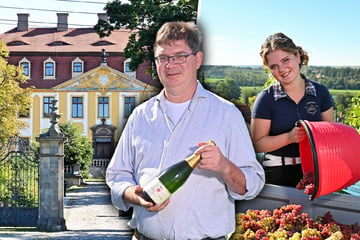 Auslese-Finale am Schloss Proschwitz: Extreme Hitze hat Trauben verändert