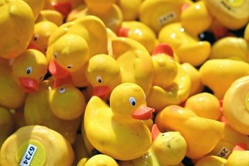 Dresden: Es gibt 7000 Stück: Verkaufsstart für die Stadtfest-Enten