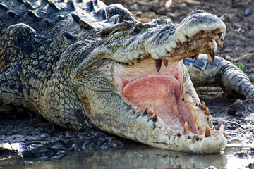 Grausame Tier-Attacke: Krokodil tötet neun Jahre altes Mädchen