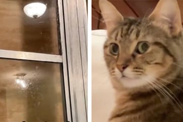 Cat's shocked reaction to Hurricane Milton goes viral