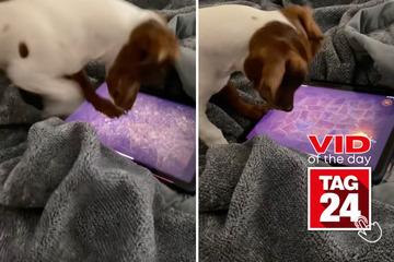 Viral Video of the Day for September 28, 2023: Dog becomes "iPad kid" with gaming fun