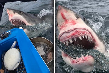 Fischer staunen, was Weißer Hai macht, als er an ihrem Boot auftaucht