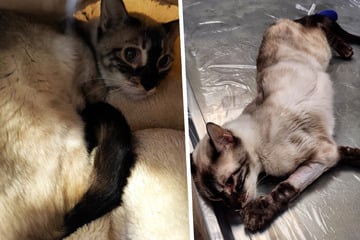 Todkranke Katze sollte eingeschläfert werden, jetzt braucht Akina ein Weihnachts-Wunder