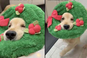 Dog simply cannot wait for Christmas! What he does next makes hearts soar