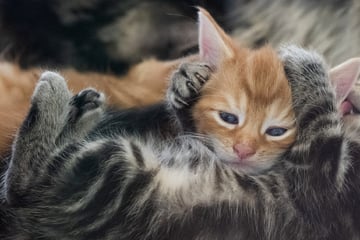 Köln: Bürokratie-Chaos bringt Tierretter zur Verzweiflung: "Wissen nicht, ob wir lachen oder weinen sollen!"