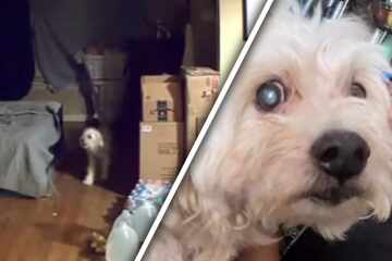 Als Frau dank Tierkamera sieht, was ihr Hund zu Hause erstmals tut, bricht ihr das Herz