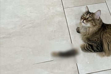 Katze spielt mit Hundespielzeug: Als Besitzer sich zu ihr umdreht, ist er fassungslos