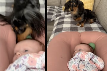 Dackel will mit Baby spielen: Was dann passiert, bricht Millionen Herzen