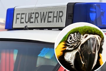 Hilferufe sorgen für Feuerwehr-Einsatz in Karlsruhe: Vor Ort wartet eine Überraschung