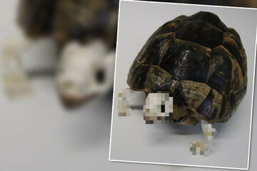 Skelettierte Schildkröte im Paket: Streng geschützte Art als "home deco" versendet