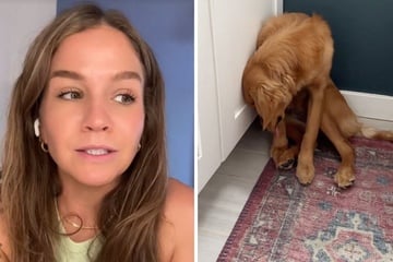 Disabled dog's heartbreaking reaction to being left home alone has TikTok up in arms: "i am not ok"