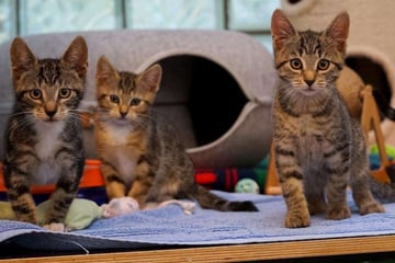Sechs verspielte Kitten suchen ein Zuhause: Wer gibt zwei von ihnen eine Chance?