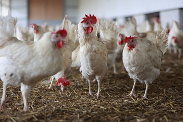 Millionenschwerer Abriss in Nordthüringen: Ehemalige Hühnerfarm wird Gewerbegebiet