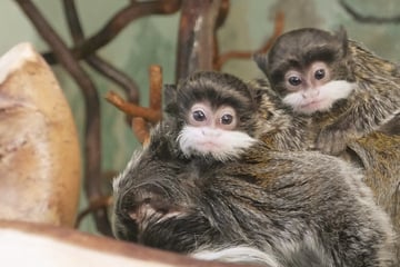 Schnurrbärte wie Kaiser Wilhelm: Freude über Zwillinge im Affengehege