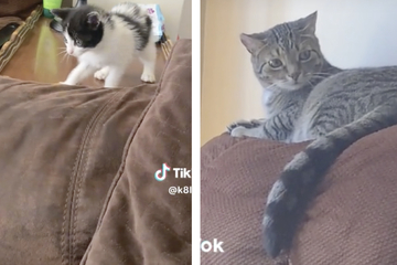 Kater wird zum ersten Mal neuem Haustier vorgestellt: Seine Reaktion bringt Millionen zum Lachen