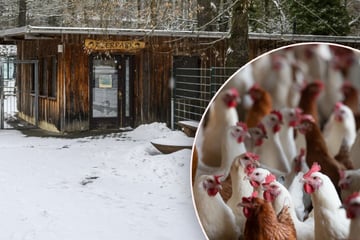 Chemnitz: Vogelgrippe-Verdacht in Chemnitzer Tierpark bestätigt: Wie geht es nun weiter?