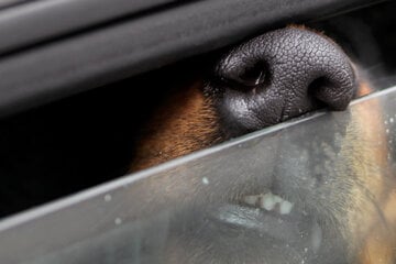 Teenager unterschätzt Hitze: Hund stirbt im verschlossenen Auto