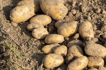 Achtung, Pestizid-Alarm: Penny und Rewe rufen Kartoffeln zurück!