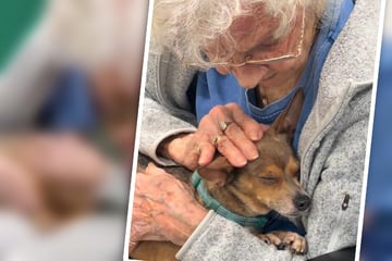 Omi (90) sucht Kuschel-Hund für immer: Wer dann auf ihren Schoß hüpft, geht ans Herz